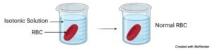 Isotonic Solution Definition Examples And Diagram