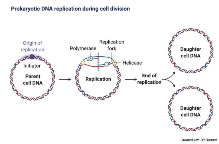 Origin Of Replication Definition Mechanism And Diagram