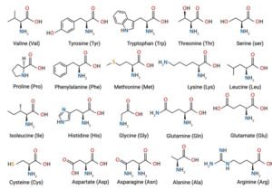 Protein Structure: Primary, Secondary, Tertiary & Quaternary