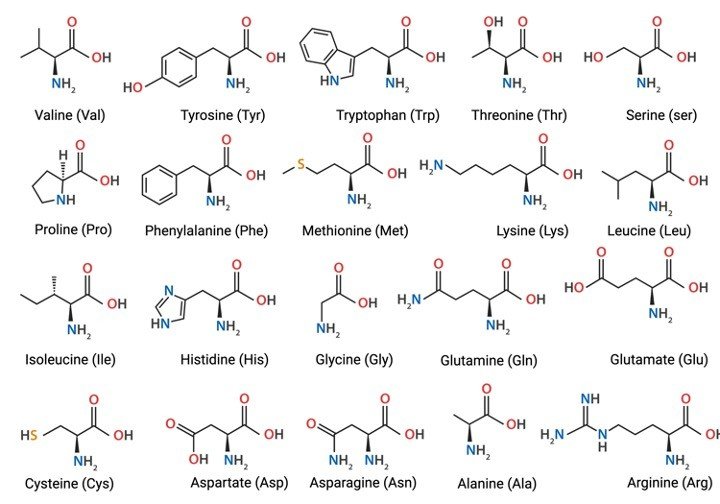 Amino Acids - Protein Structure - Research Tweet 4