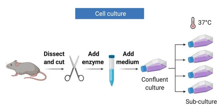 Cell Culture - Research Tweet 1