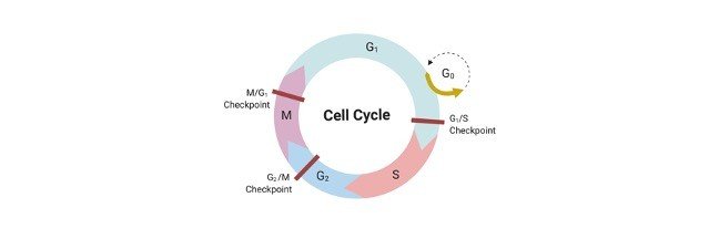Read more about the article Cell Cycle Assay With Flow Cytometry: Detailed Protocol