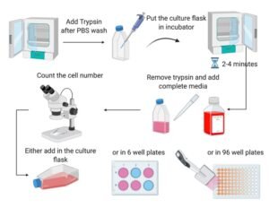 Cell Plating, Media Change, and Culture Maintenance Protocol