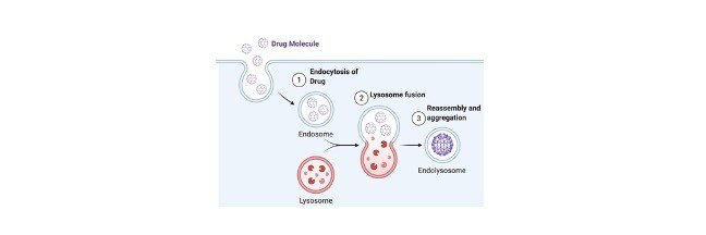 Read more about the article Cellular Drug Uptake with Fluorescent Sensor