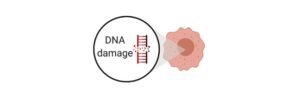 Read more about the article Comet Assay Full Protocol to Assess DNA Damage