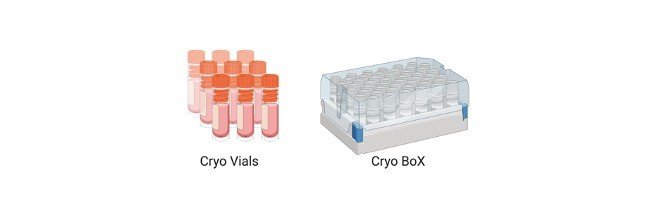 Read more about the article Cryopreservation: Description, Techniques, & Protocols