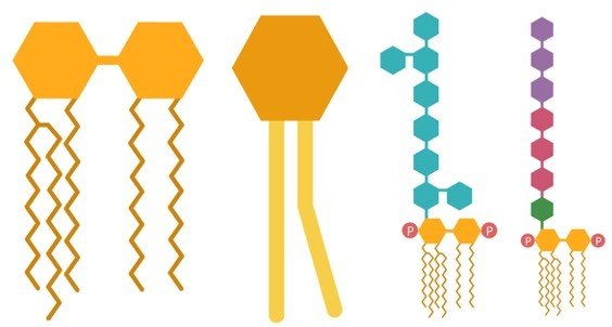 Structural arrangment of glycolipids