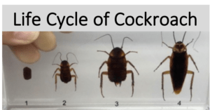 Read more about the article What Does a Baby Cockroach Look Like? Identify a Baby Cockroach