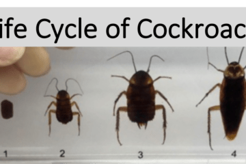 Life Cycle of Cockroach - Baby Cockroach