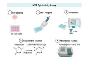 MTT Assay Protocol for Cell Viability and Proliferation