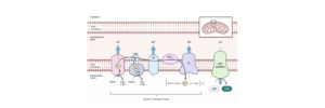 Read more about the article Electron Transport Chain Location