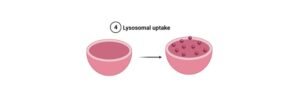 Read more about the article Cell Viability Assay: Neutral Red Uptake Assay Protocol