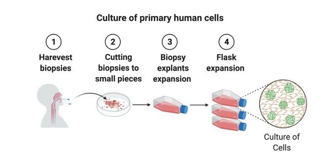 Primary Cell Culture - Research Tweet 1