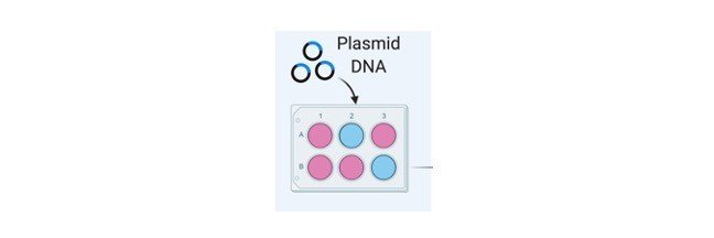 Read more about the article Mammalian Cell Transfection: Overview of Transfection Methods