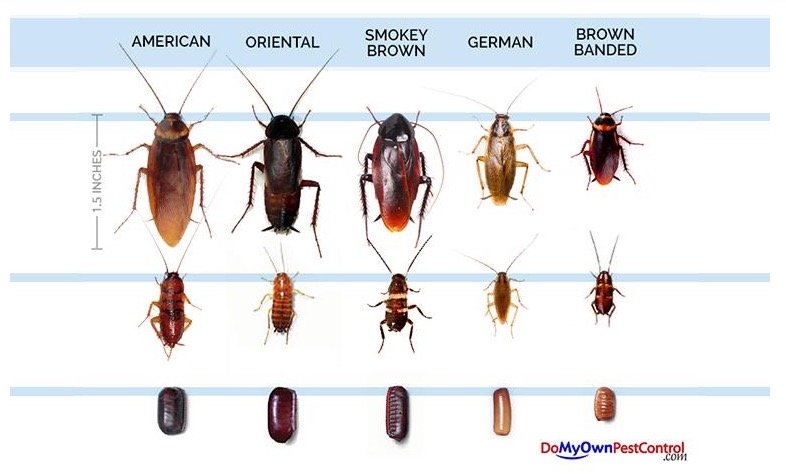 Type of Baby Cockroach