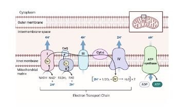 electron transport chain - Research Tweet 1