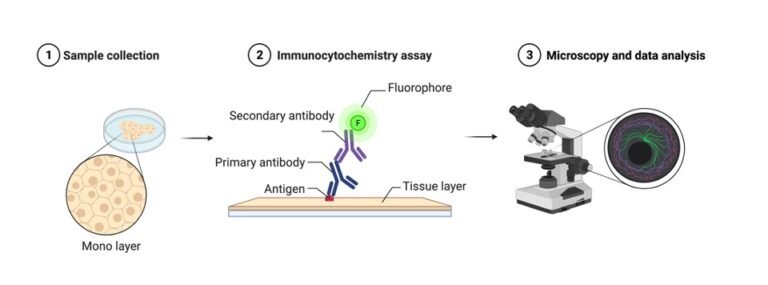 What Is Immunocytochemistry Methods Techniques Protocols 