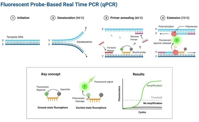 Qpcr Real Time Polymerase Chain Reaction Rt Pcr