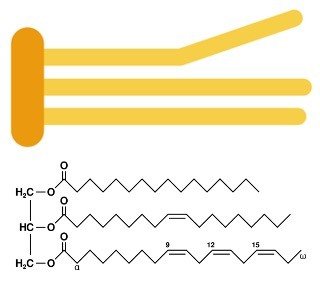 triglycerides -Lipids