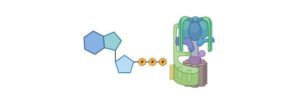 Read more about the article Adenosine Triphosphate (ATP): Definition, Function, and Mechanism