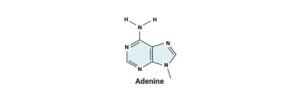 Read more about the article Adenine: Definition, Structure, and Functions