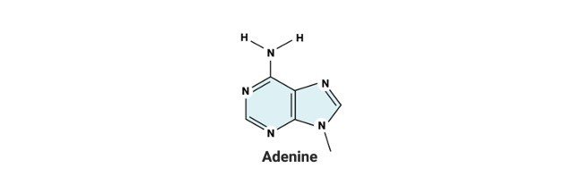 Adenine- Definition, Structure, and Functions - Research Tweet