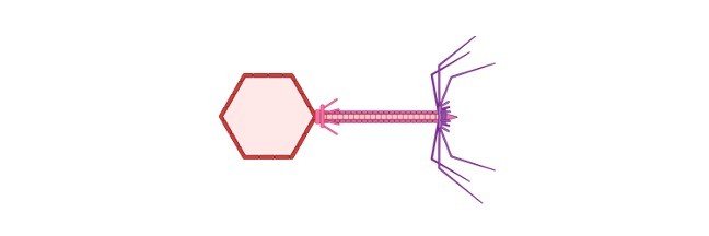 Read more about the article Bacteriophage: Definition, Structure, Diagram, and Function