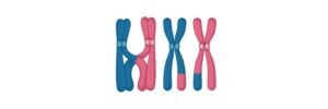 Read more about the article Chromosome: Function, Definition, Types, and Structure