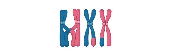 Read more about the article Chromosome: Function, Definition, Types, and Structure