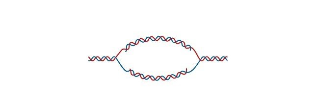 Read more about the article Cistron: Definition, Function, and Example