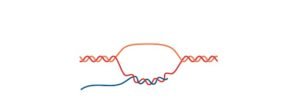 Read more about the article Coding DNA: Definition, Function, and Structure