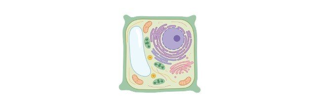Read more about the article Cytoplasm: Definition, Function, and Examples