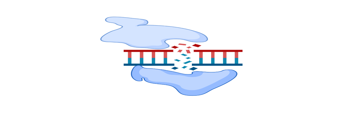 Read more about the article Deoxyribonuclease Test  (DNase Test): Principle, Steps, and Importance