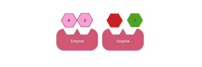Enzyme Regulation- Definition, Types, and Mechanism