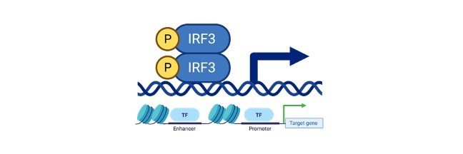 What Is Gene Regulation Definition