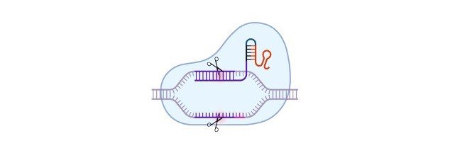 Read more about the article Genetic Disorders: Definition, Development, and Examples