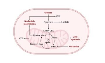 Glucose Oxidation Respiratory Balance Sheet I Research Tweet