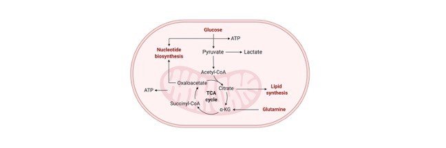 Glucose Oxidation Respiratory Balance Sheet I Research Tweet