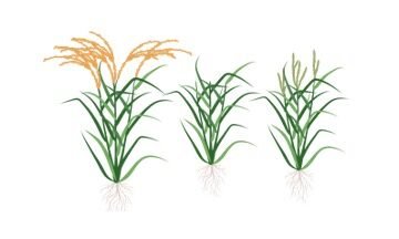 Green Revolution - research tweet