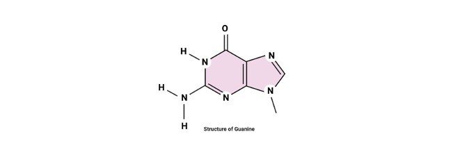 Read more about the article Guanine: Structure, Definition, & Functions