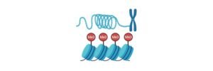 Read more about the article Histone Protein: Definition, Modification, and Structure