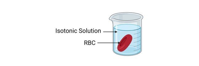 Isotonic Solution Definition Examples And Diagram 2933