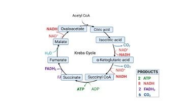 Krebs Cycle - research tweet