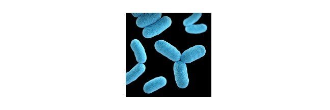 Read more about the article Lactobacillus: Health Benefits, Uses, and Side Effects