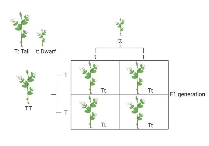 Mendel's Law of Dominance - Monohybrid Cross - research tweet 2