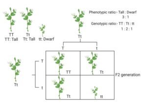 Mendel's Law Of Dominance: Definition And Examples