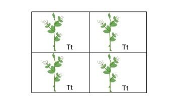 Mendel's Laws of Inheritance - research tweet