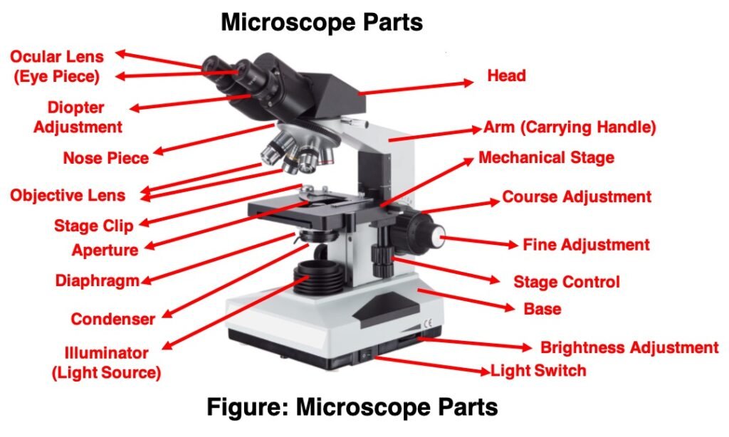 microscope-microscope-parts-labeled-diagram-and-functions