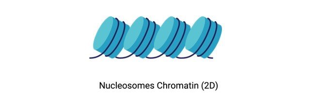 Read more about the article Nucleosome: Definition, Structure, and Function