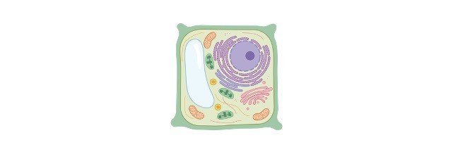 Cell, Cell Structure, Cell Membrane Structure, Animal Cell, Plant cell,